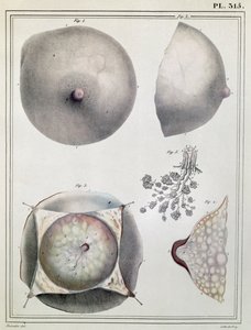 Anatomia del seno, da 
